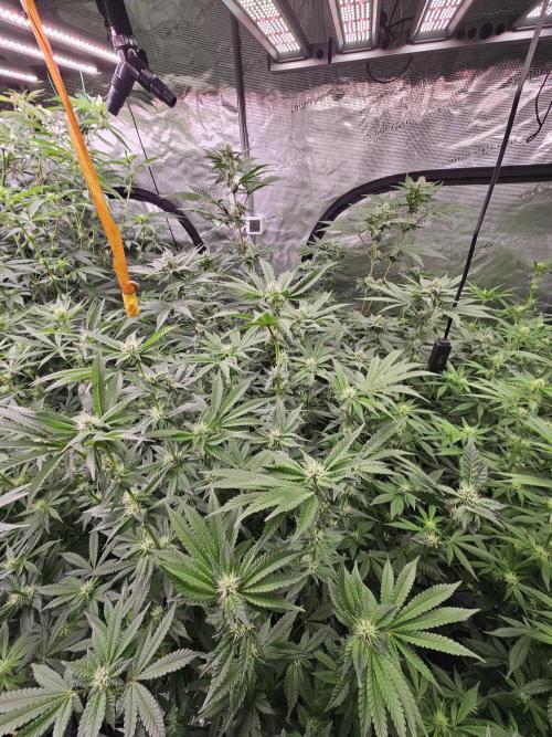 A Mindful Grow: Mental Rainbow. Week 9