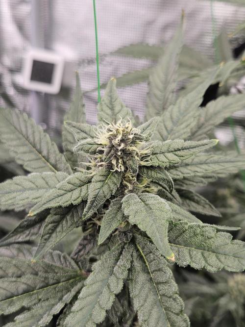 A Mindful Grow: Mental Rainbow. Week 9