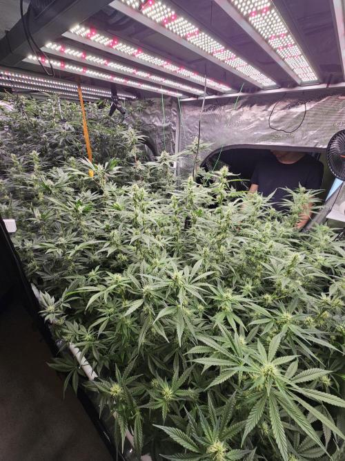 A Mindful Grow: Mental Rainbow. Week 10