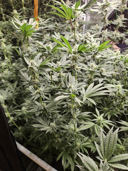 A Mindful Grow: Mental Rainbow. Week 10