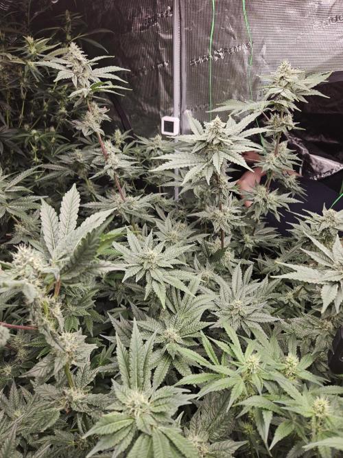 A Mindful Grow: Mental Rainbow. Week 10