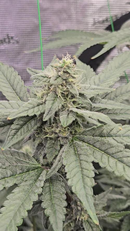 A Mindful Grow: Mental Rainbow