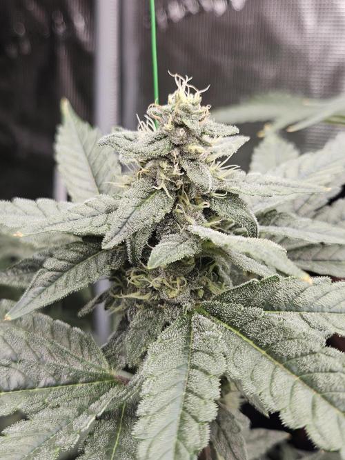 A Mindful Grow: Mental Rainbow. Week 10