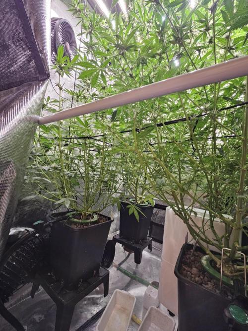 Automated oasis: Sticky Broccoli. Week 10