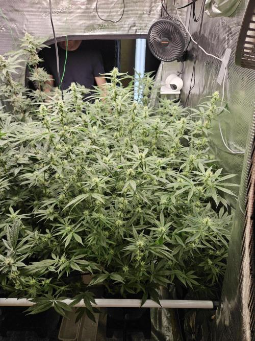 Automated oasis: Sticky Broccoli. Week 10