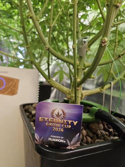 Automated oasis: Sticky Broccoli. Week 10