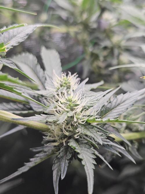 Automated oasis: Sticky Broccoli. Week 10