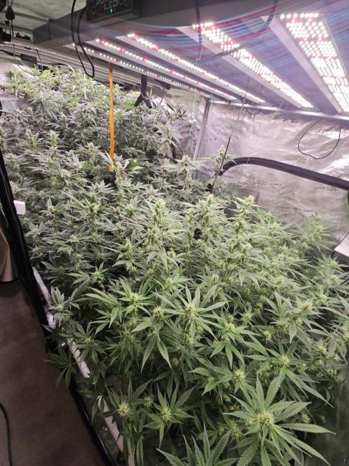 Automated oasis: Sticky Broccoli. Week 10