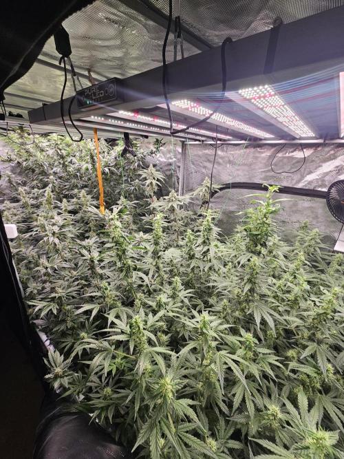 A Mindful Grow: Mental Rainbow. Week 11