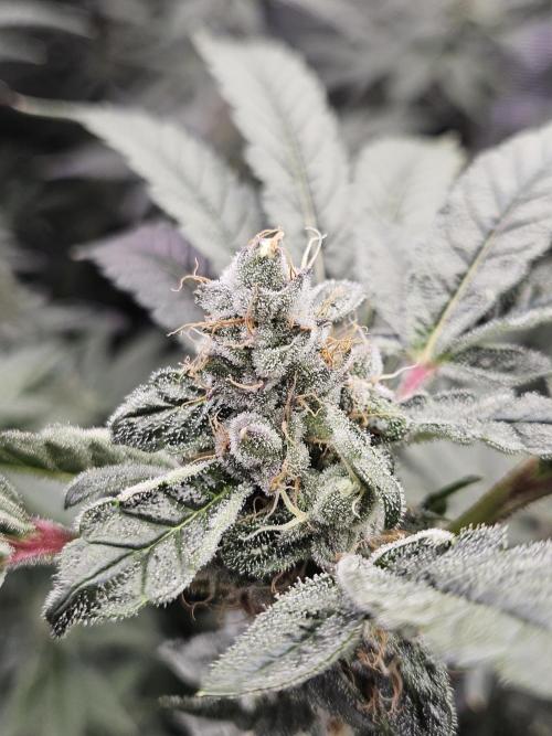 A Mindful Grow: Mental Rainbow. Week 11
