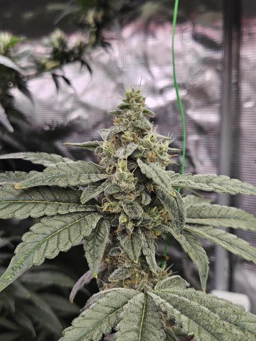 A Mindful Grow: Mental Rainbow. Week 11