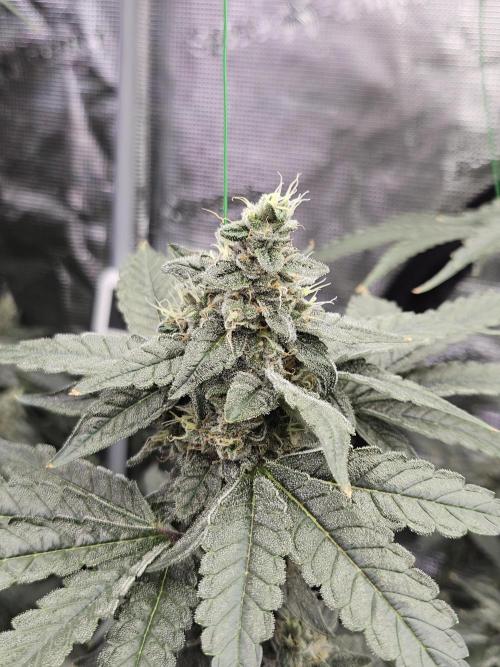 A Mindful Grow: Mental Rainbow. Week 11