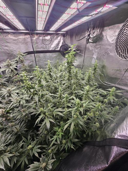 Automated oasis: Sticky Broccoli. Week 11
