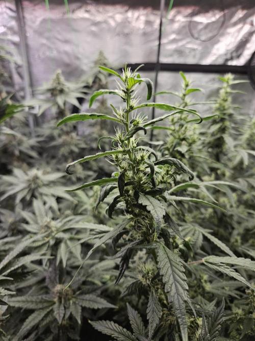 Automated oasis: Sticky Broccoli. Week 11
