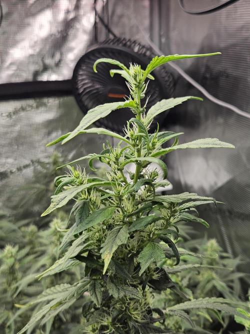 Automated oasis: Sticky Broccoli. Week 11