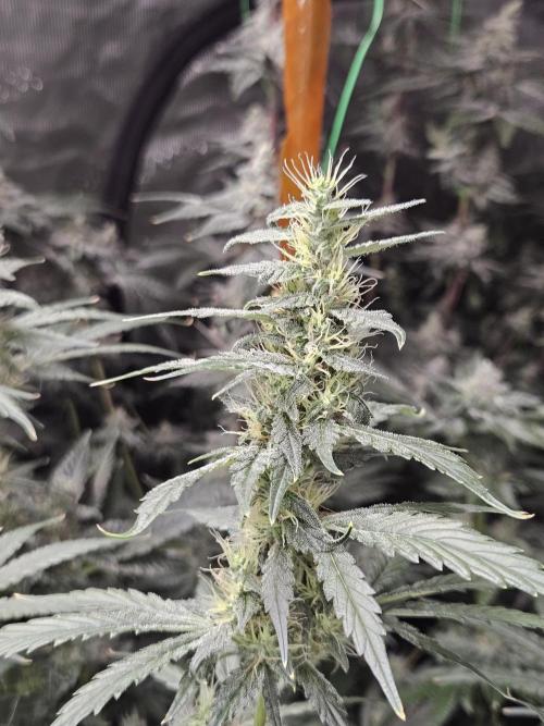 Automated oasis: Sticky Broccoli. Week 11