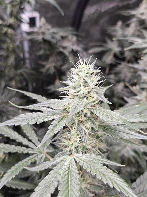 Sticky Broccoli . Week 11