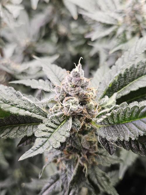 A Mindful Grow: Mental Rainbow. Week 12