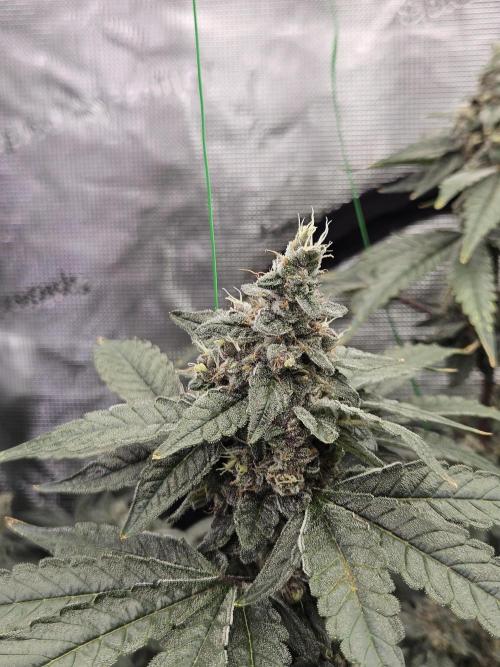A Mindful Grow: Mental Rainbow. Week 12