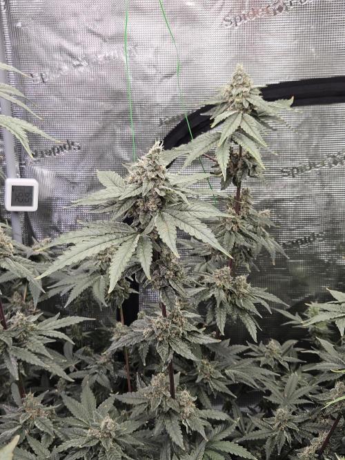A Mindful Grow: Mental Rainbow. Week 12