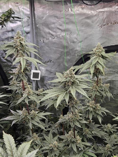 A Mindful Grow: Mental Rainbow. Week 12