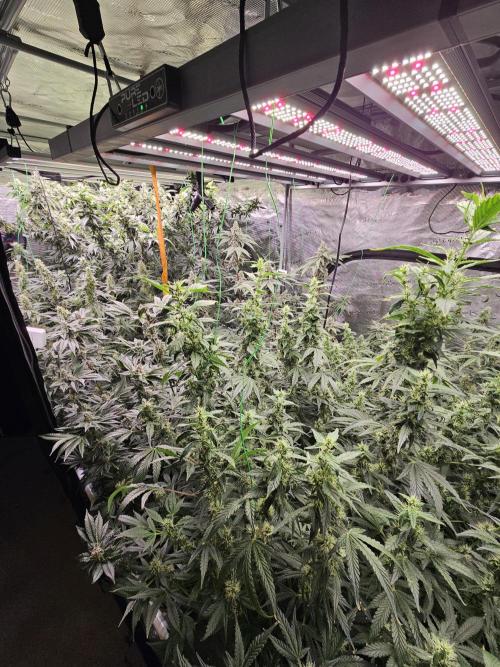 A Mindful Grow: Mental Rainbow. Week 12