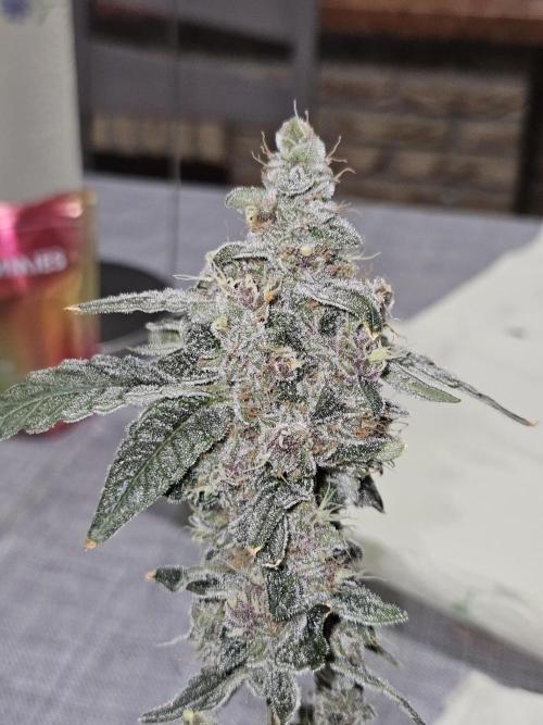 A Mindful Grow: Mental Rainbow. Week 13
