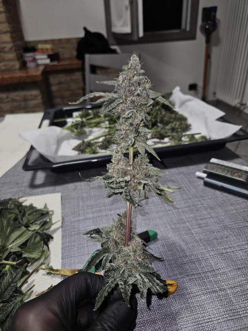 A Mindful Grow: Mental Rainbow. Week 13