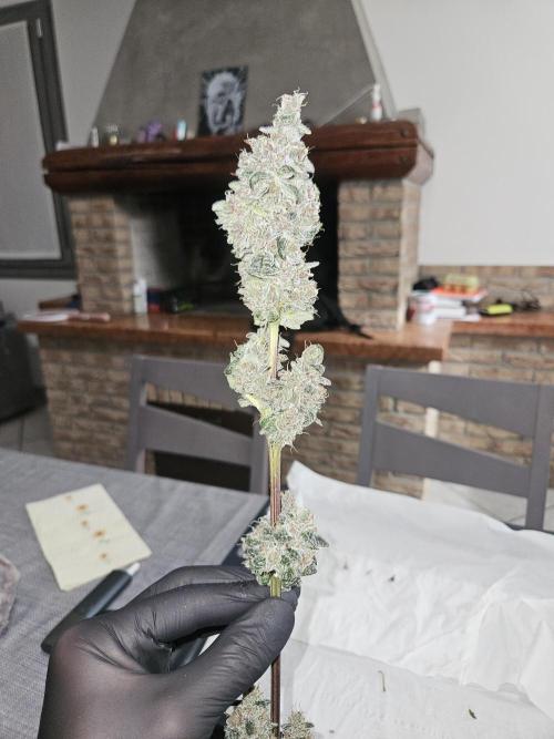 A Mindful Grow: Mental Rainbow. Week 13