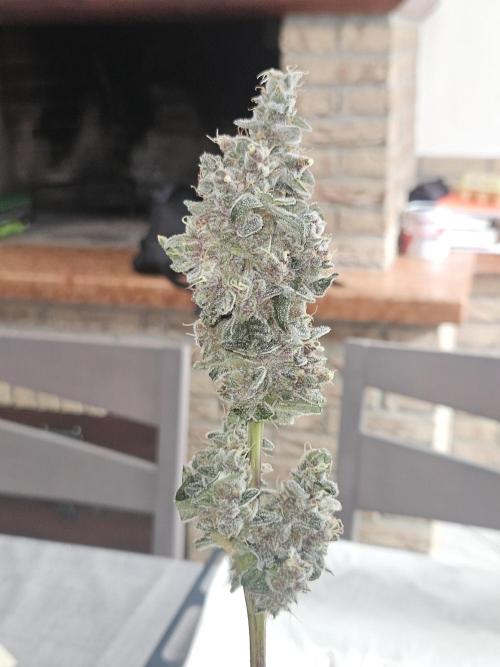 A Mindful Grow: Mental Rainbow. Week 13