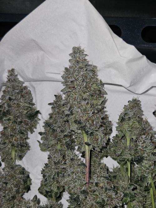 A Mindful Grow: Mental Rainbow. Week 13