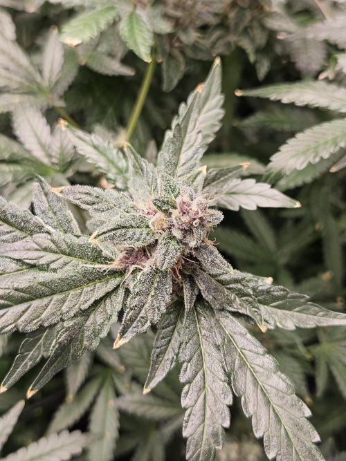 A Mindful Grow: Mental Rainbow. Week 13