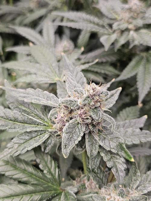 A Mindful Grow: Mental Rainbow. Week 13