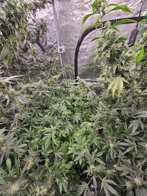 A Mindful Grow: Mental Rainbow. Week 13