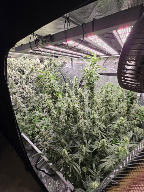 Automated oasis: Sticky Broccoli. Week 13