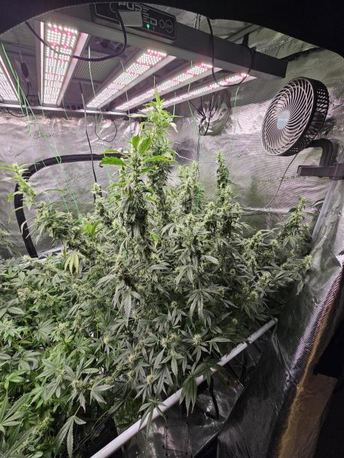 Automated oasis: Sticky Broccoli. Week 13