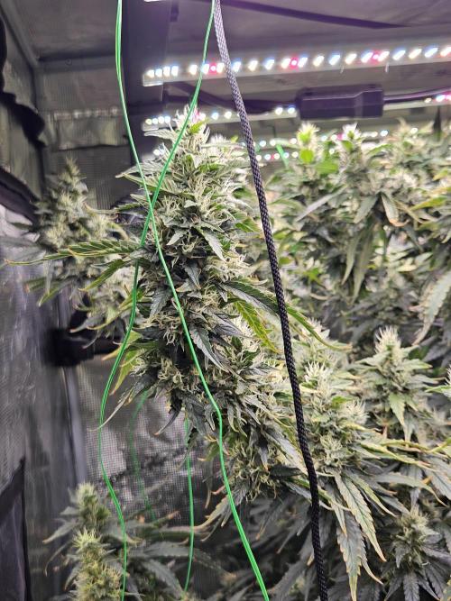 Automated oasis: Sticky Broccoli. Week 13