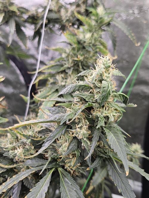 Automated oasis: Sticky Broccoli. Week 14