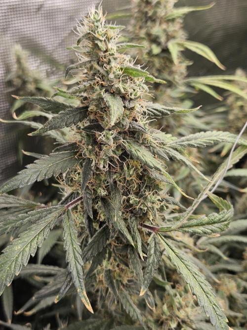 Automated oasis: Sticky Broccoli. Week 15