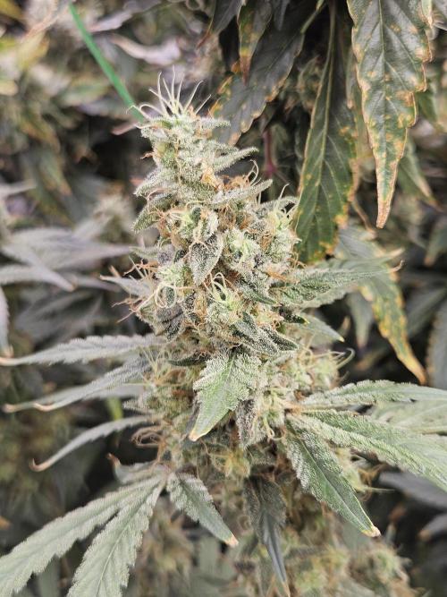 Sticky Broccoli . Week 15