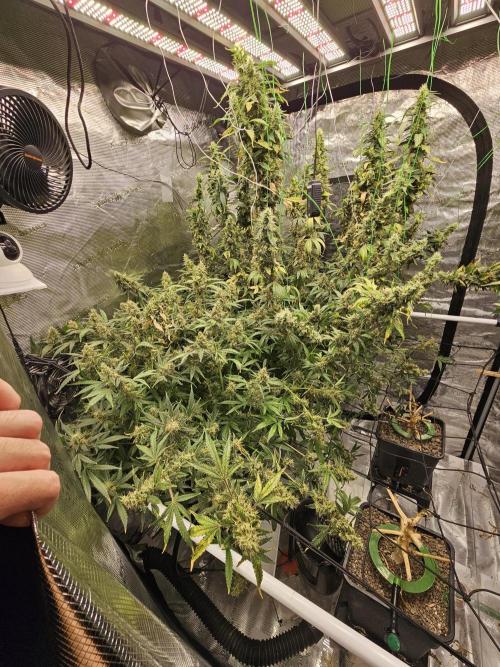 Automated oasis: Sticky Broccoli. Week 17