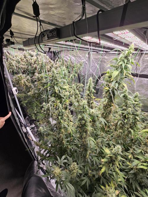 Automated oasis: Sticky Broccoli. Week 17