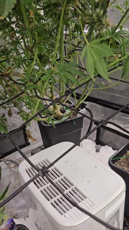 Automated oasis: Sticky Broccoli