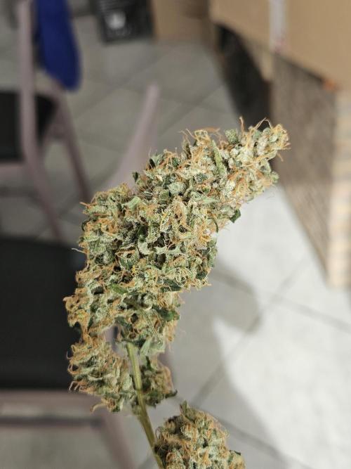 Automated oasis: Sticky Broccoli. Week 18