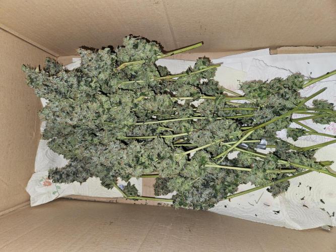 Automated oasis: Sticky Broccoli. Week 18