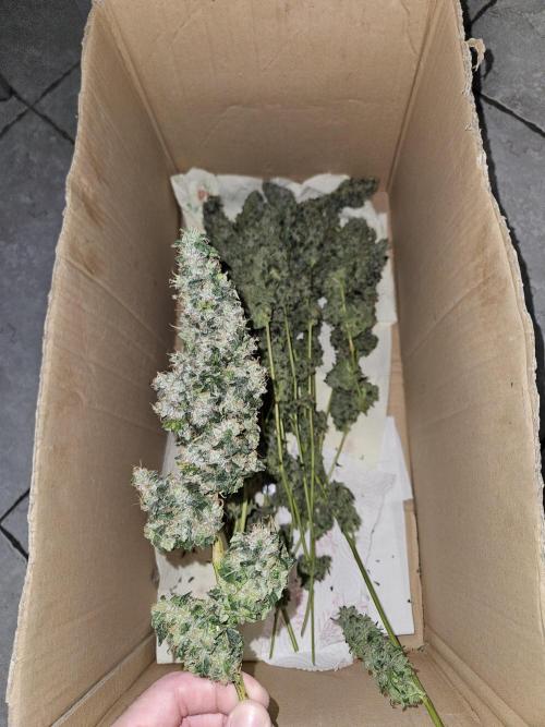 Automated oasis: Sticky Broccoli. Week 18
