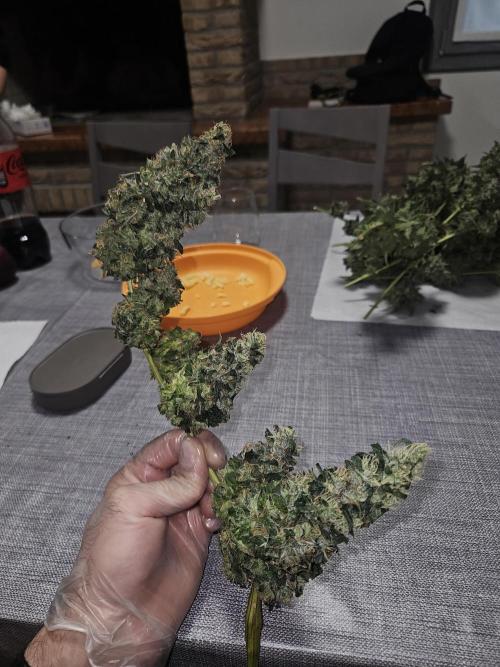 Automated oasis: Sticky Broccoli. Week 18