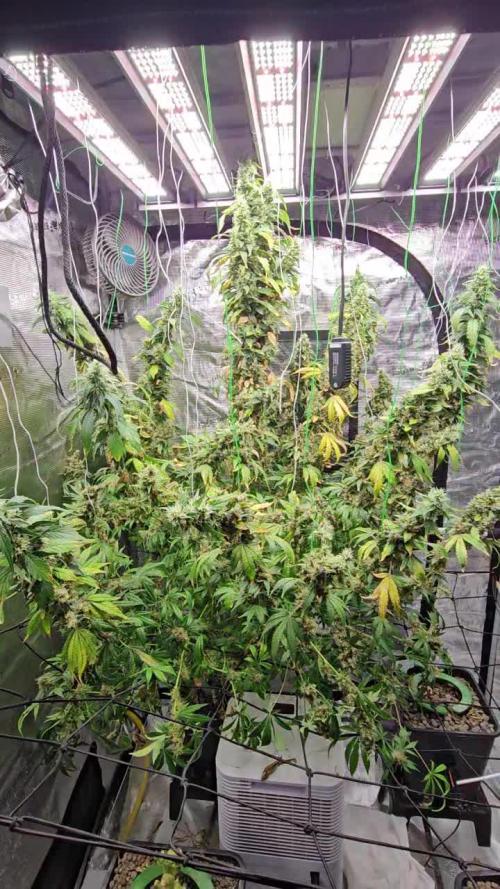 Sticky Broccoli . Week 18