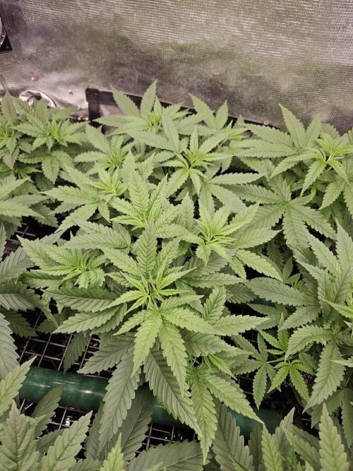IHC-200 Digital Humidity Controller. Week 4