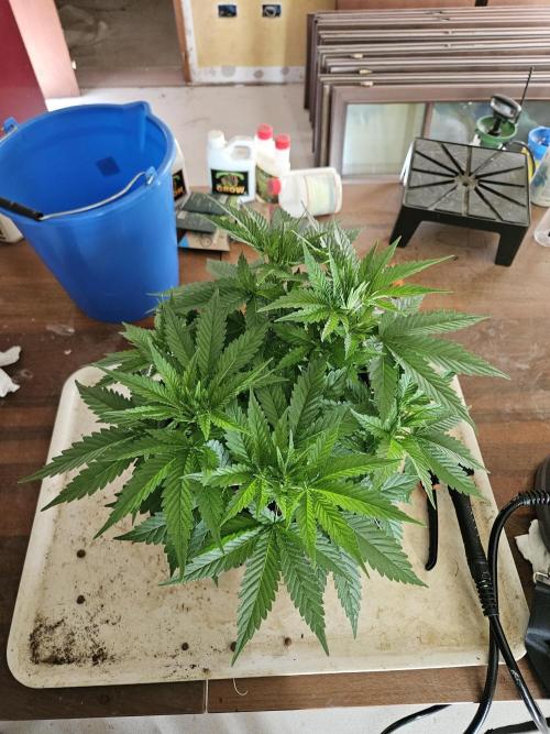 Desfran, the master plan. Week 5
